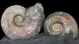 Iridescent Ammonite Fossils Mounted In Shale - x #38232-2